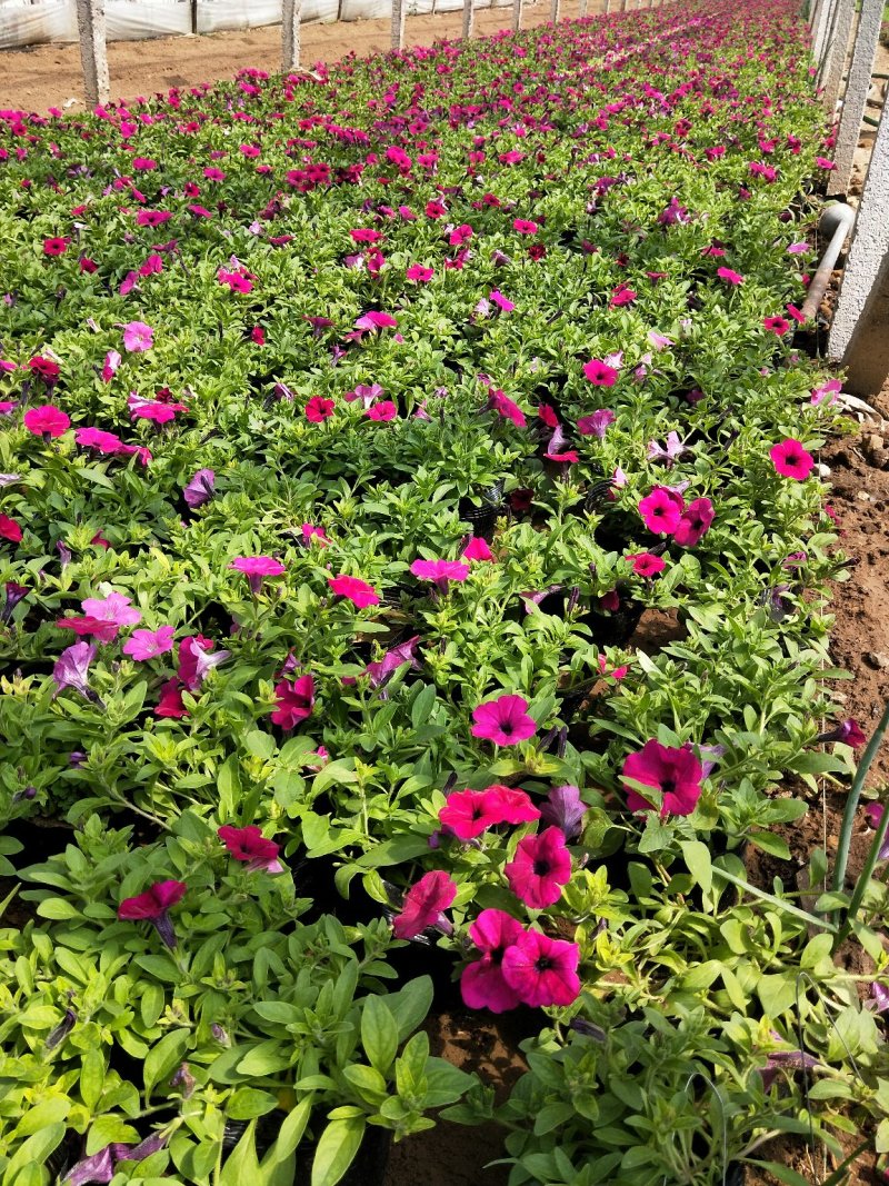垂吊牵牛花垂钓牵牛牵牛花质量保证欢迎实地看货