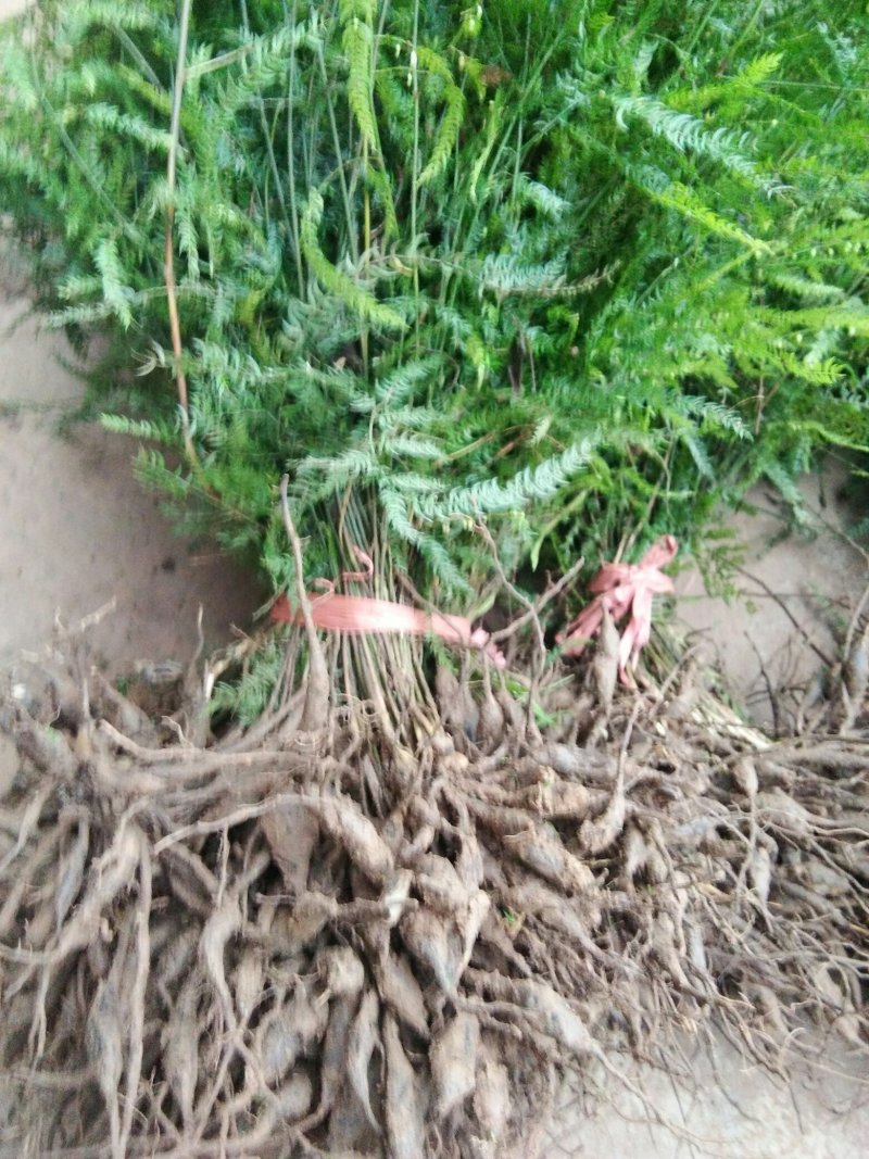 野天门冬，鲜货