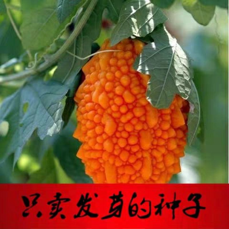金赖瓜种子水果赖葡萄种子小赖瓜铃子阳台盆栽赖葡萄四季易种