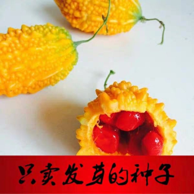 金赖瓜种子水果赖葡萄种子小赖瓜铃子阳台盆栽赖葡萄四季易种
