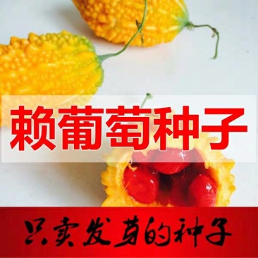 金赖瓜种子水果赖葡萄种子小赖瓜铃子阳台盆栽赖葡萄四季易种