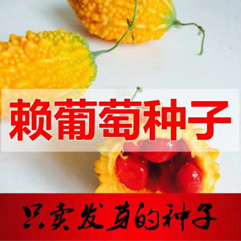 金赖瓜种子水果赖葡萄种子小赖瓜铃子阳台盆栽赖葡萄四季易种