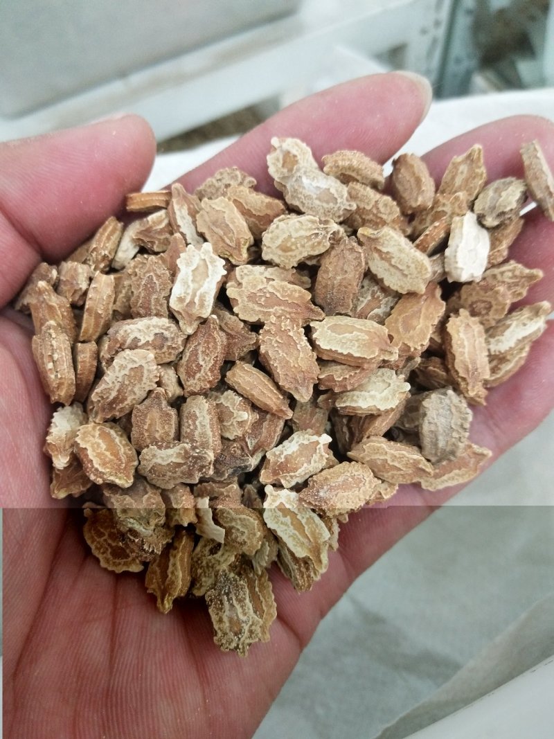 金赖瓜种子水果赖葡萄种子小赖瓜铃子阳台盆栽赖葡萄四季易种