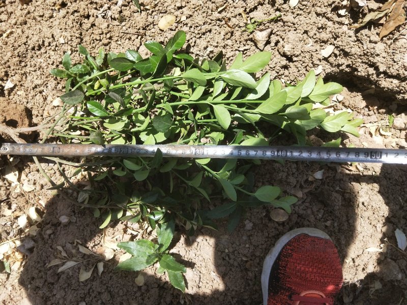 卫矛地栽冠幅大，上盆适应性好，质量有保证，任您选择