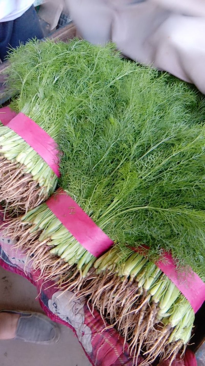 精品小茴香苗颜色绿色。