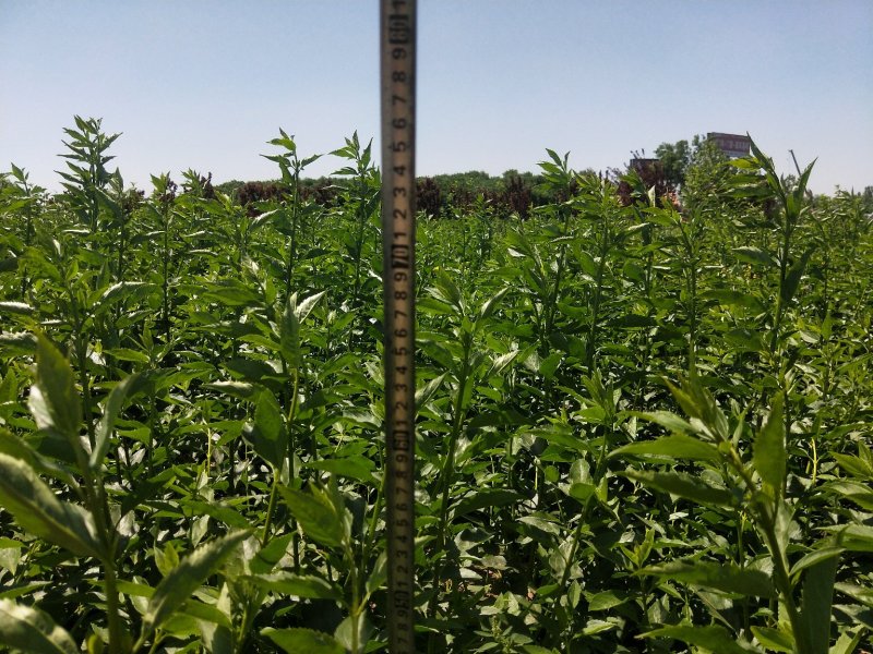 大冠幅连翘花地栽！上盆两种！对接农户