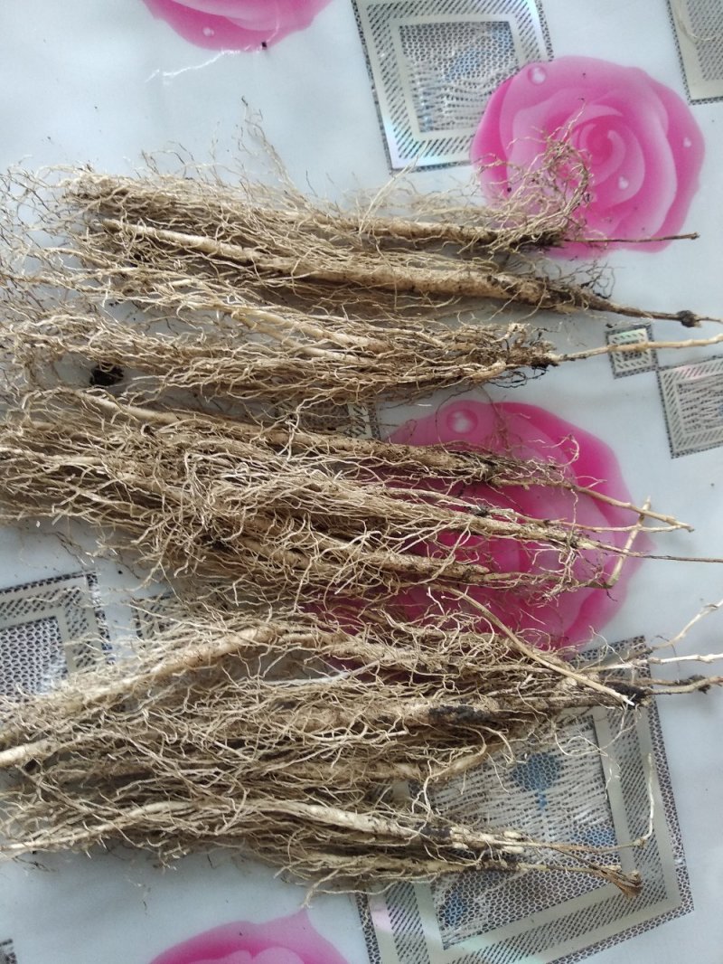 白鲜皮苗，赤芍苗，赤芍，白鲜皮，还有种苗要的联系我。