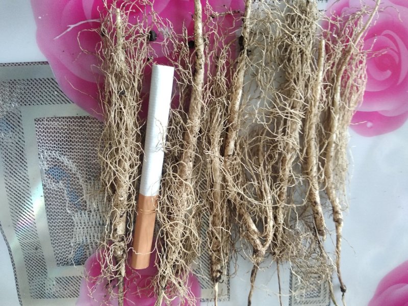 白鲜皮苗，赤芍苗，赤芍，白鲜皮，还有种苗要的联系我。