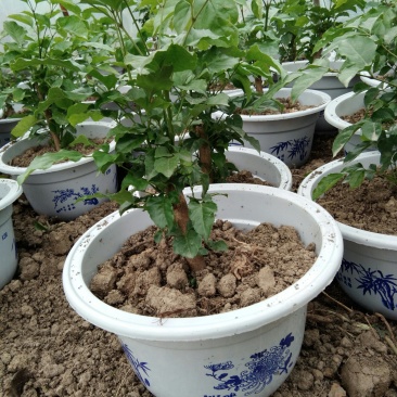 幸福树，两年老桩，高45Cm宽35Cm，带盆15裸桩10