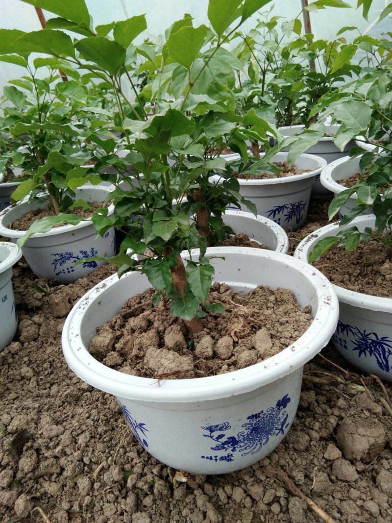 幸福树，两年老桩，高45Cm宽35Cm，带盆15裸桩10