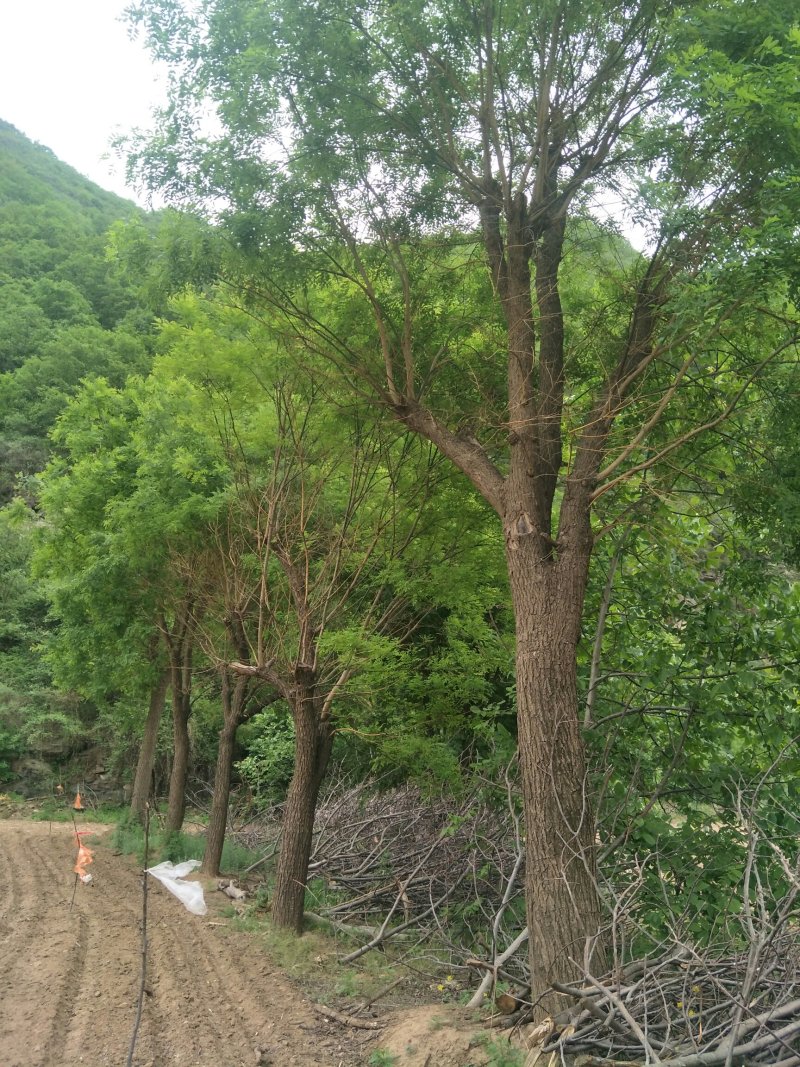 大规格苗木国槐，皂荚，茶条槭。
