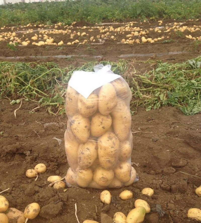 土豆荷兰十五