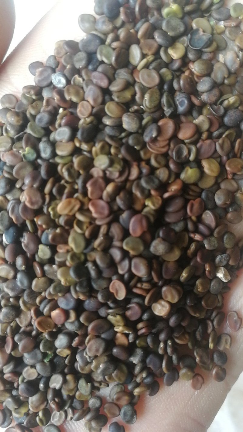 黄芪种子，