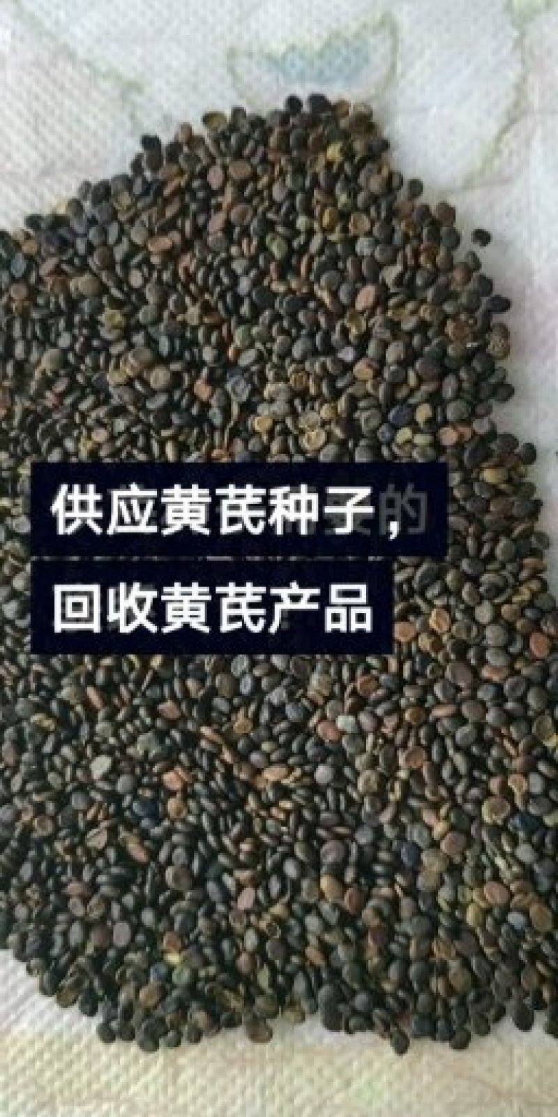 黄芪种子，