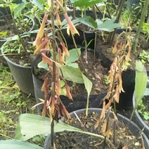 毛慈菇，种苗，种子！！！！！！