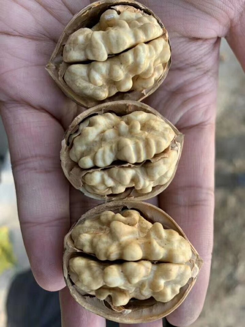 新疆阿克苏温宿县185纸皮核桃