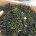 蒲公英茶