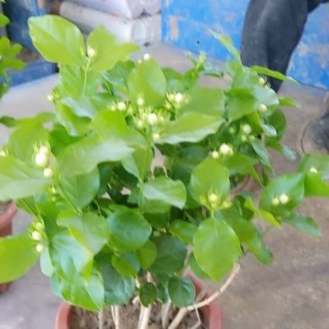 精品租盆茉莉，室内花卉基地直发可视频看货量大价优