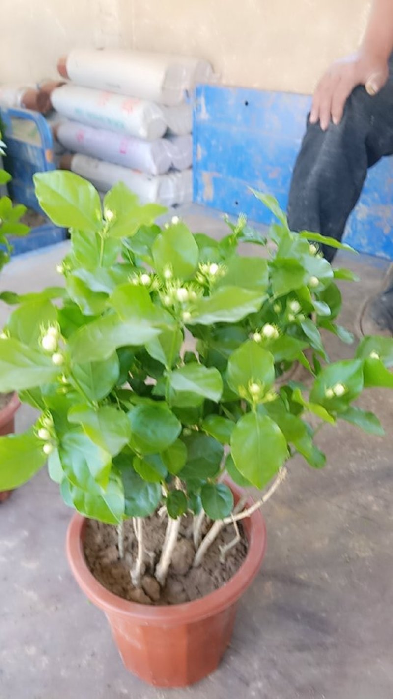 精品租盆茉莉，室内花卉基地直发可视频看货量大价优