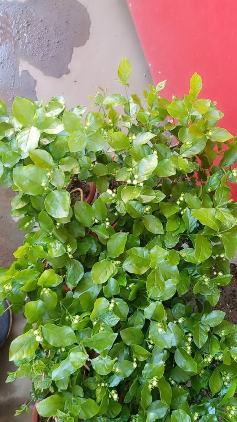 精品租盆茉莉，室内花卉基地直发可视频看货量大价优
