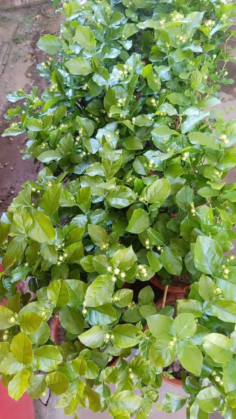 精品租盆茉莉，室内花卉基地直发可视频看货量大价优