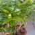 精品租盆茉莉，室内花卉基地直发可视频看货量大价优