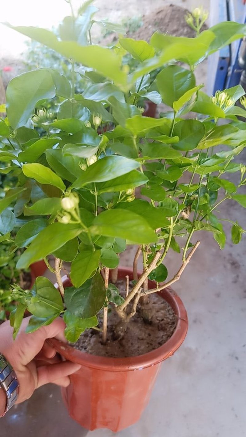 精品租盆茉莉，室内花卉基地直发可视频看货量大价优