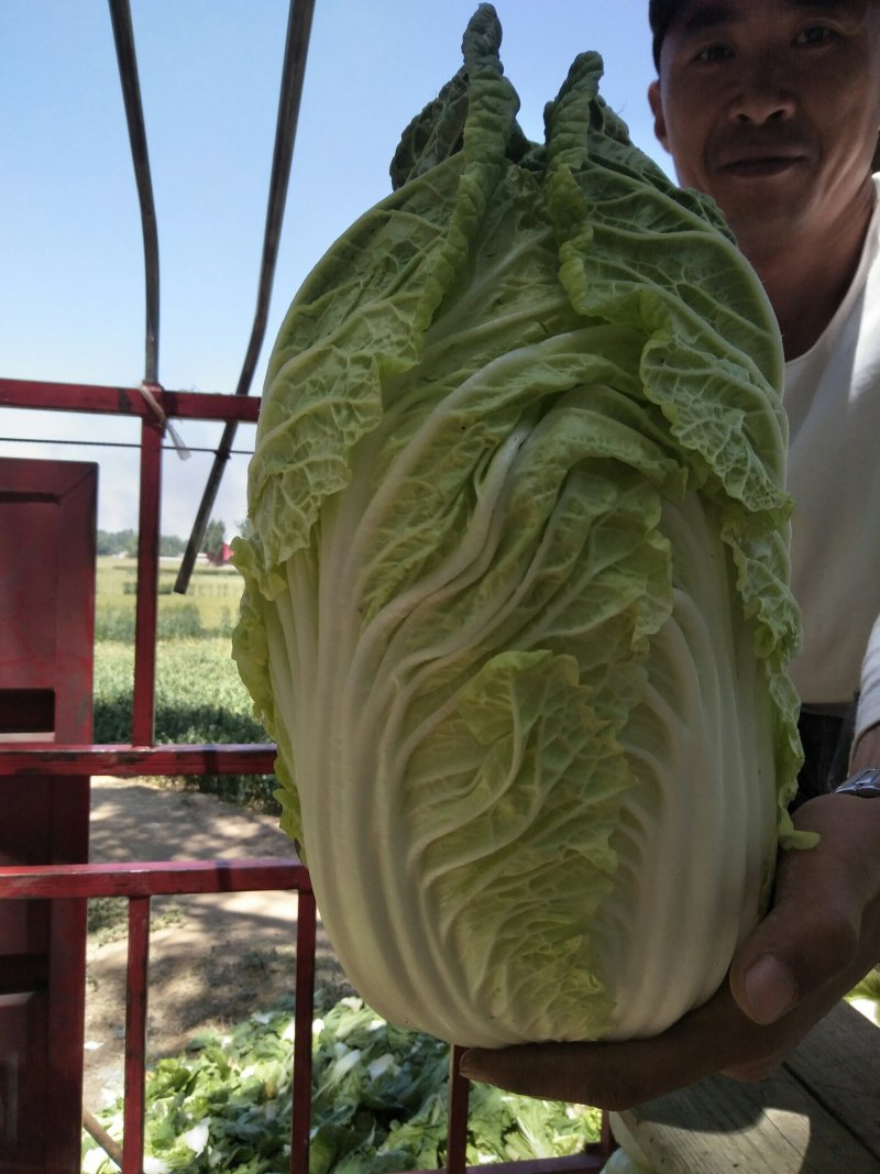 黄心大白菜4～6斤