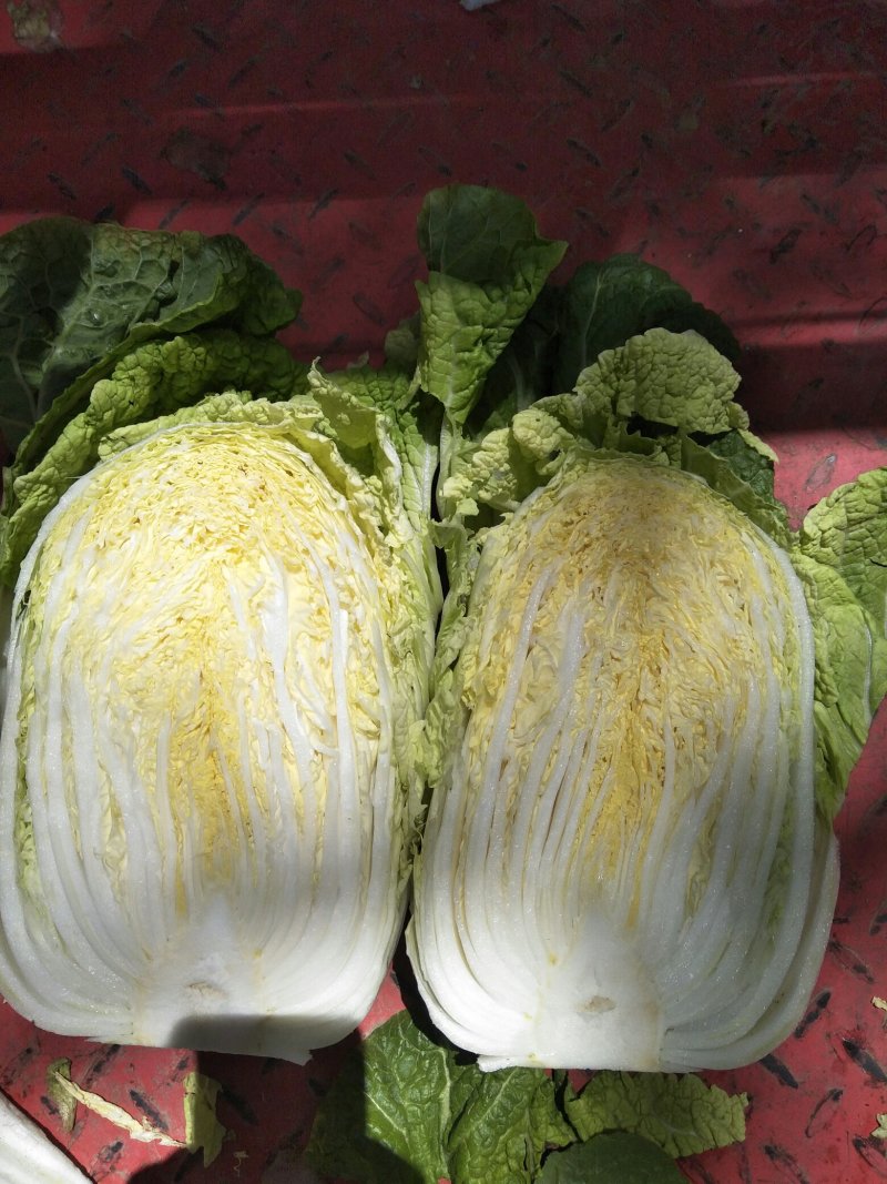 黄心大白菜4～6斤