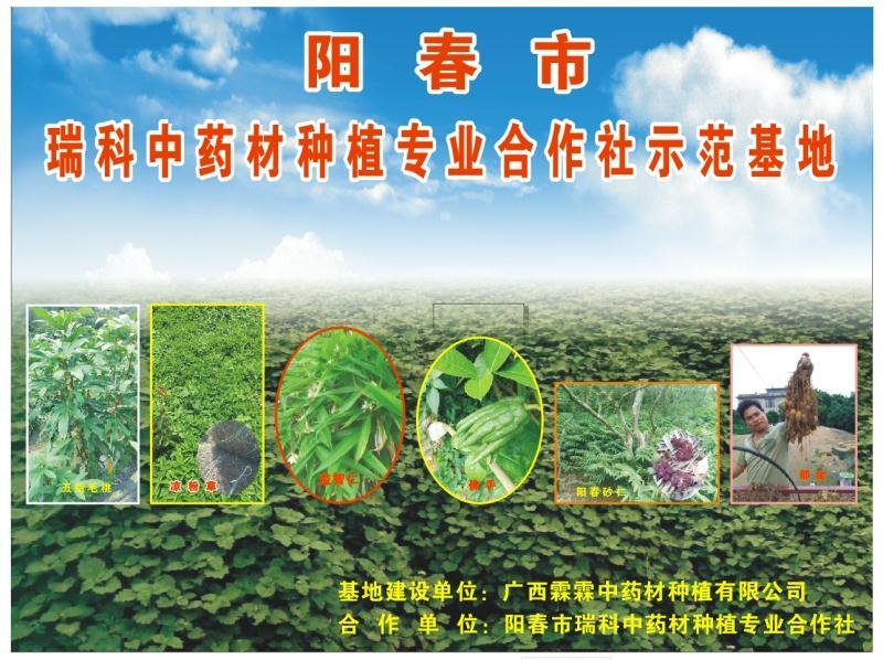 阳春正宗春砂仁