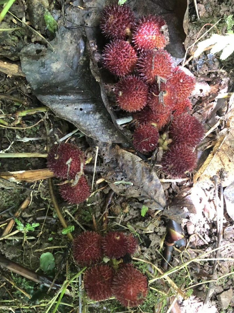 阳春正宗春砂仁