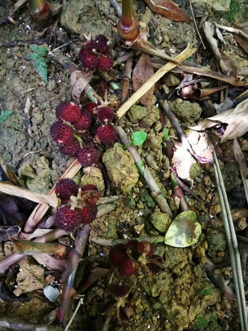 阳春正宗春砂仁