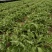 【有好货】非洲冰草冰菜基地直供现摘现卖山东特菜批发