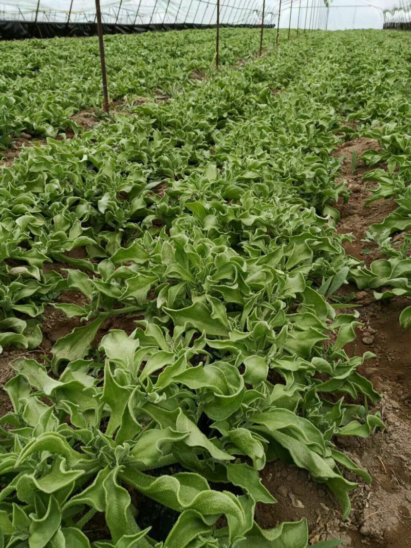 【有好货】非洲冰草冰菜基地直供现摘现卖山东特菜批发