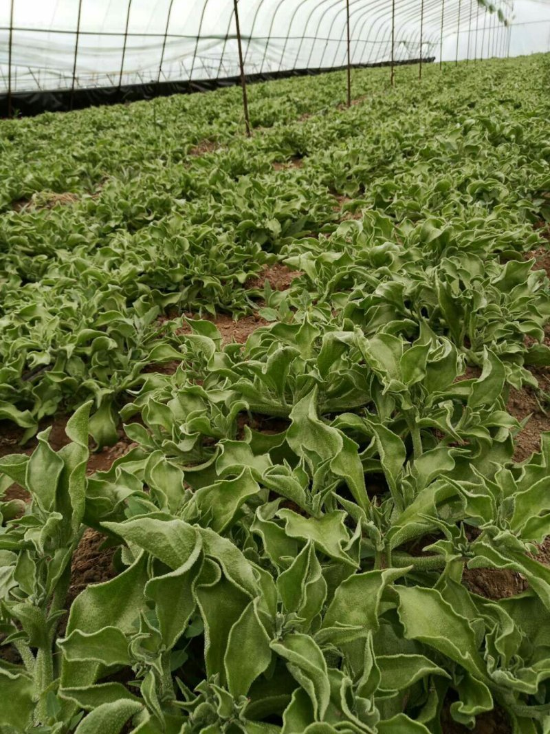 【有好货】非洲冰草冰菜基地直供现摘现卖山东特菜批发