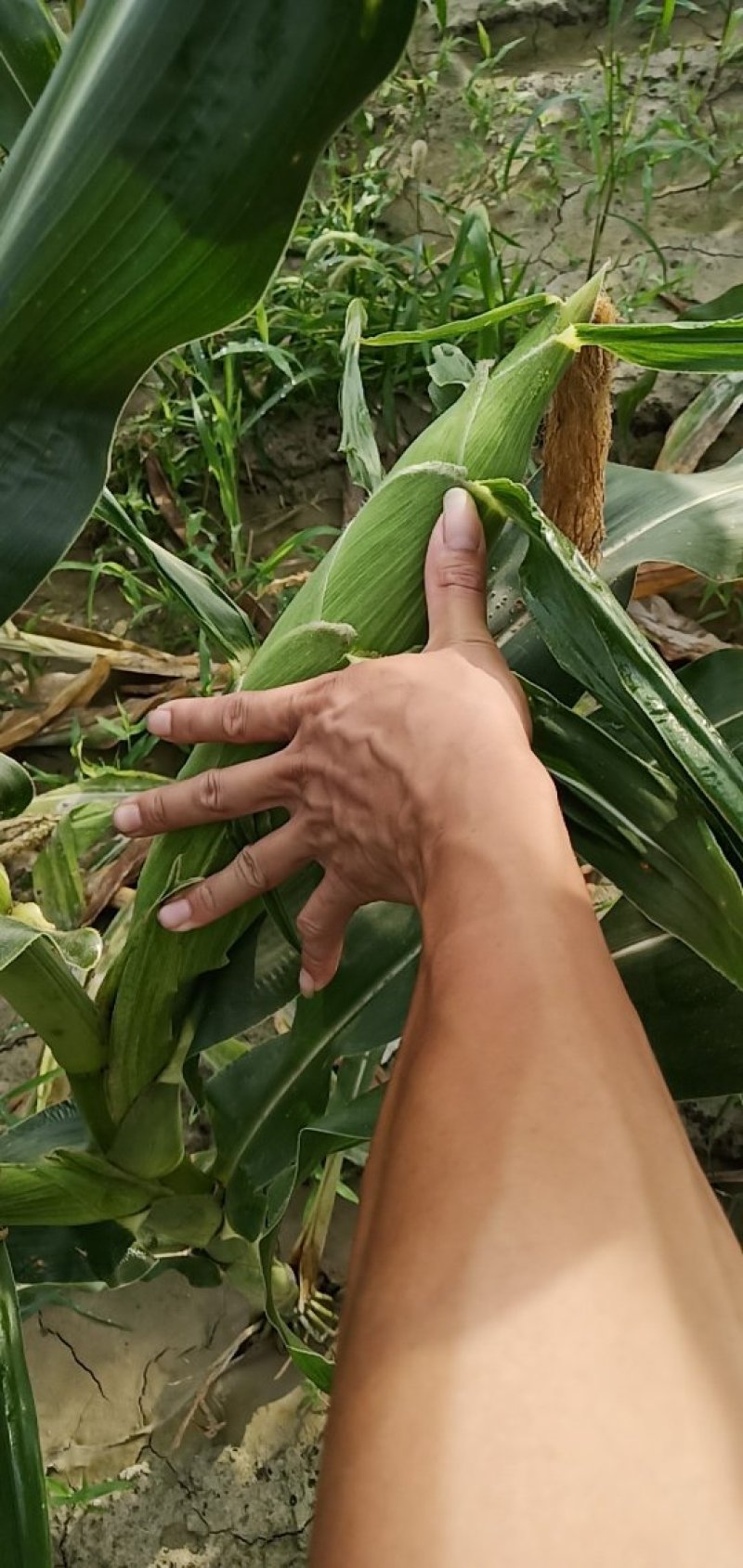 鲜玉米16~20%