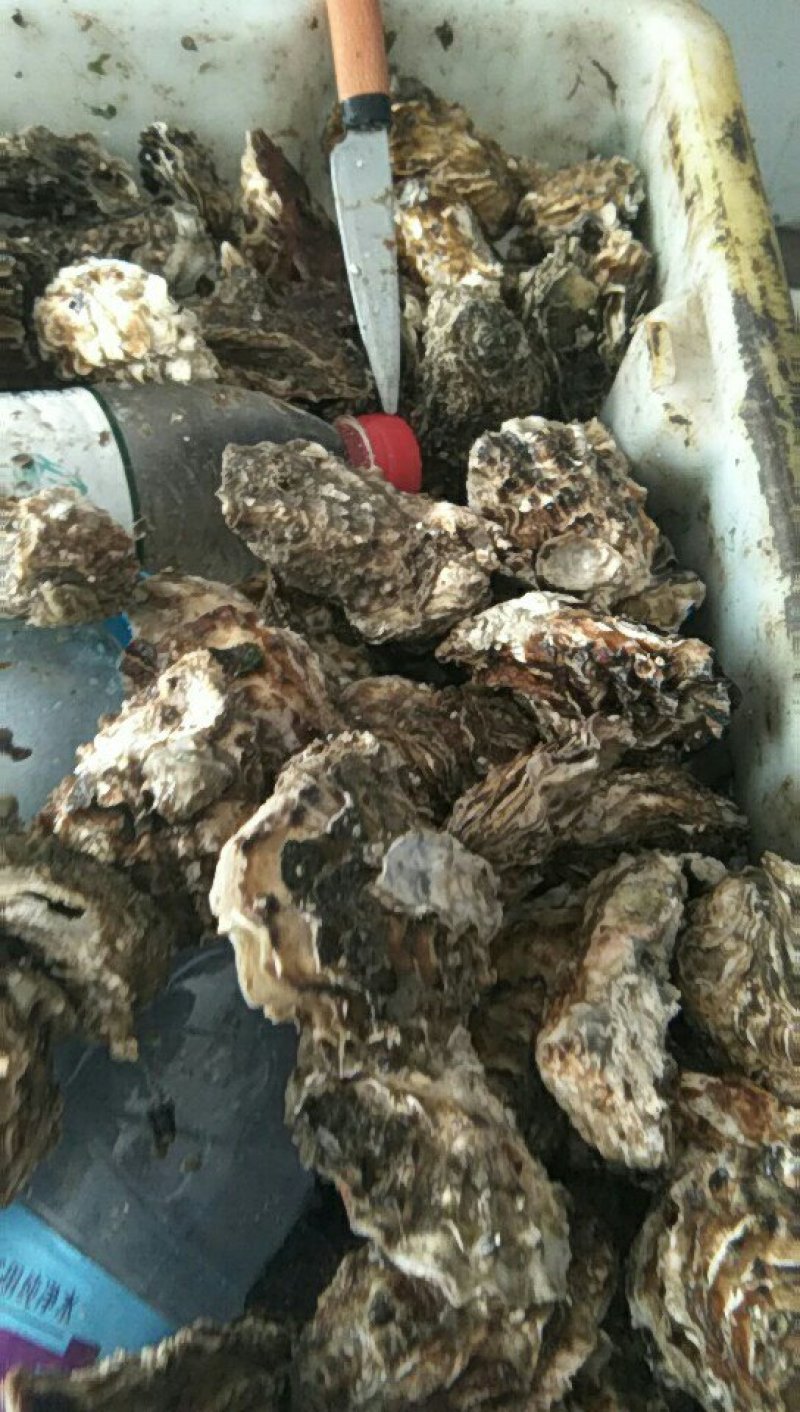 黄花鱼船冻四斤一盒，本地海螺大小均匀，牡蛎一两二两都有，