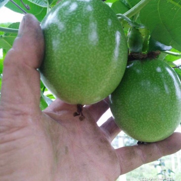 百香果