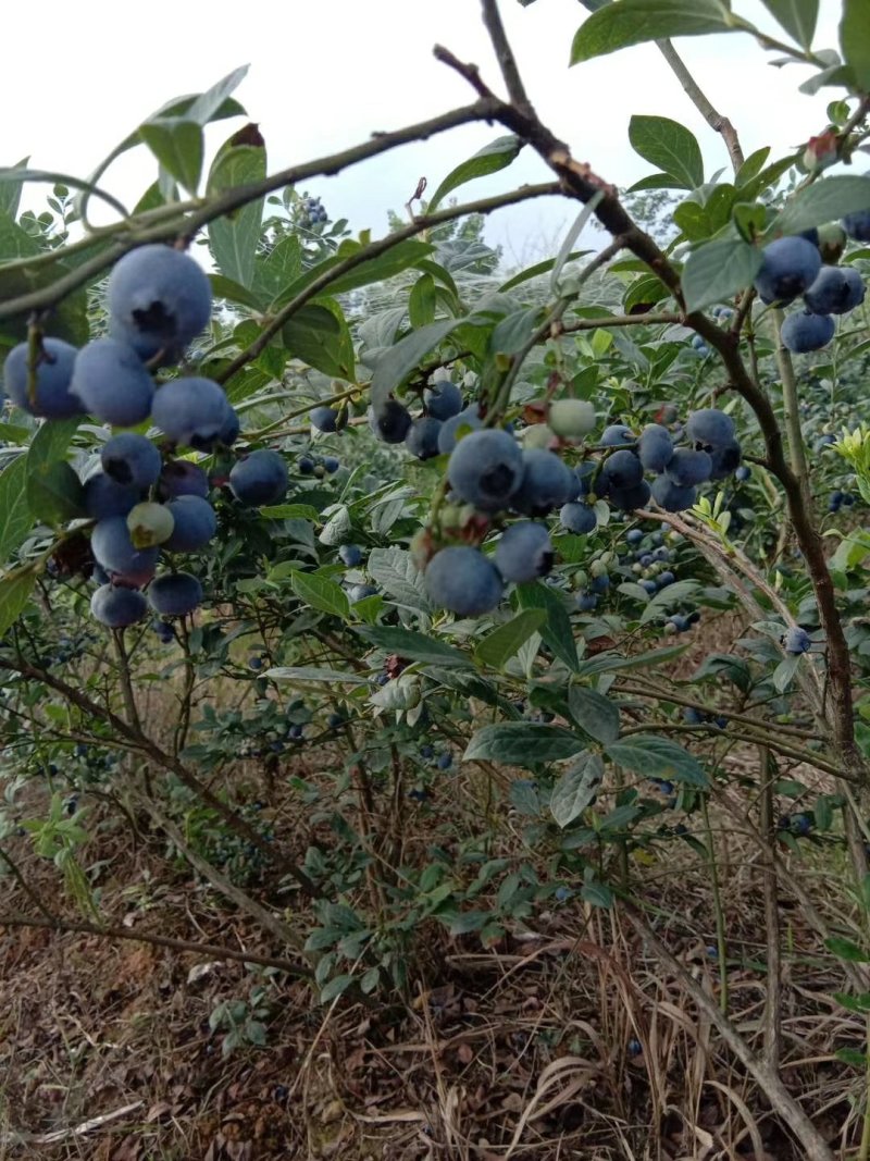 蓝莓