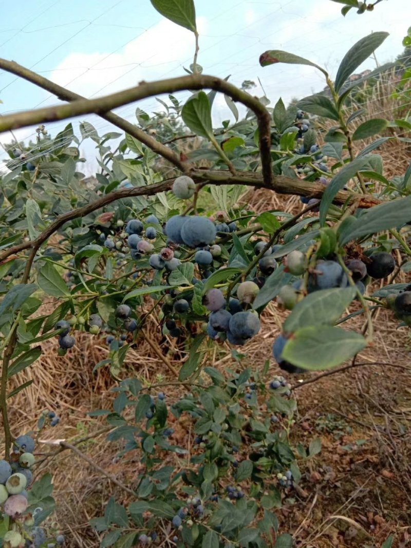 蓝莓
