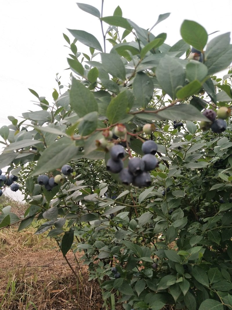 蓝莓