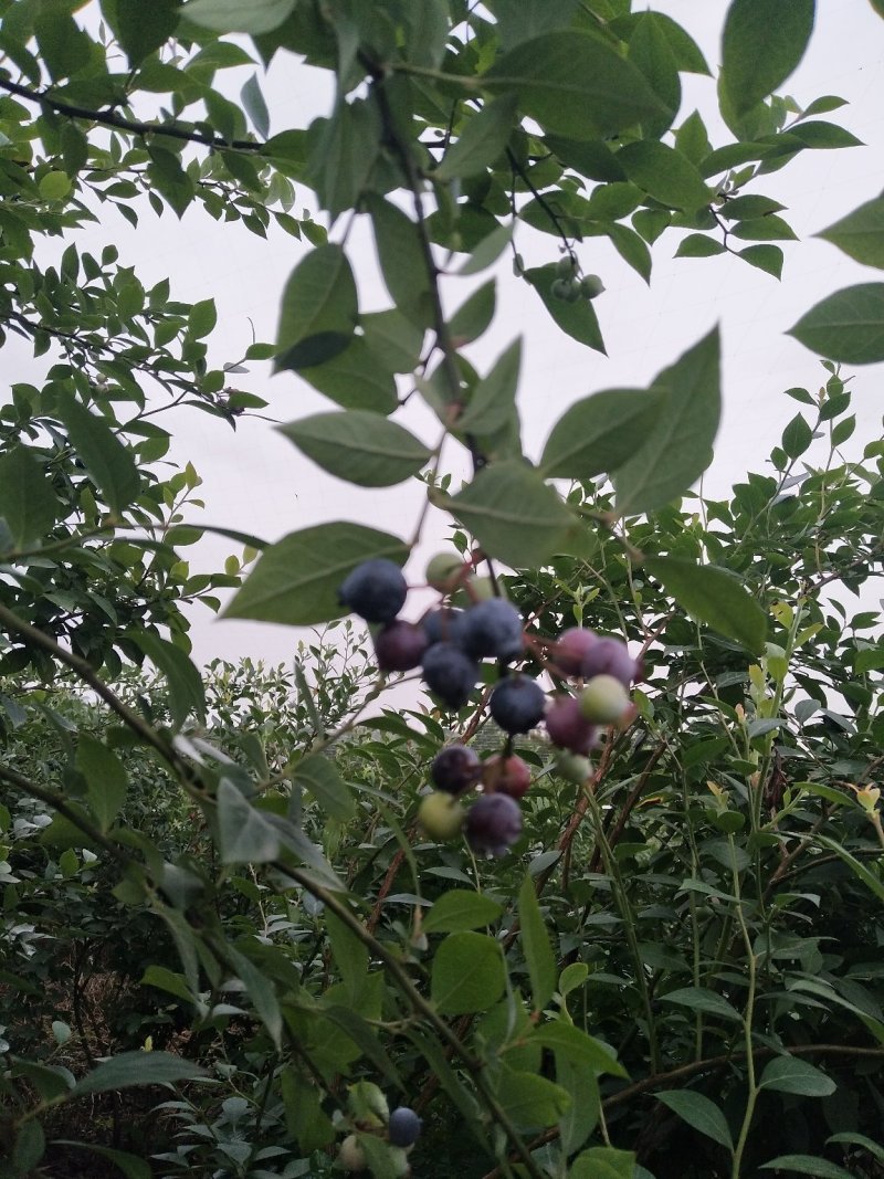 蓝莓