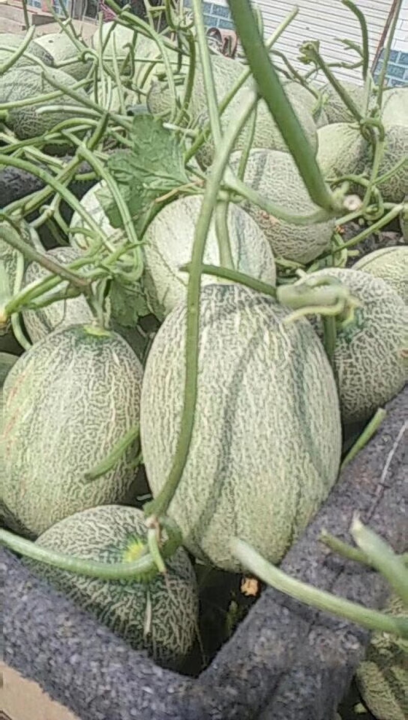 西州蜜瓜，支持一件代发好吃不贵，又甜又脆
