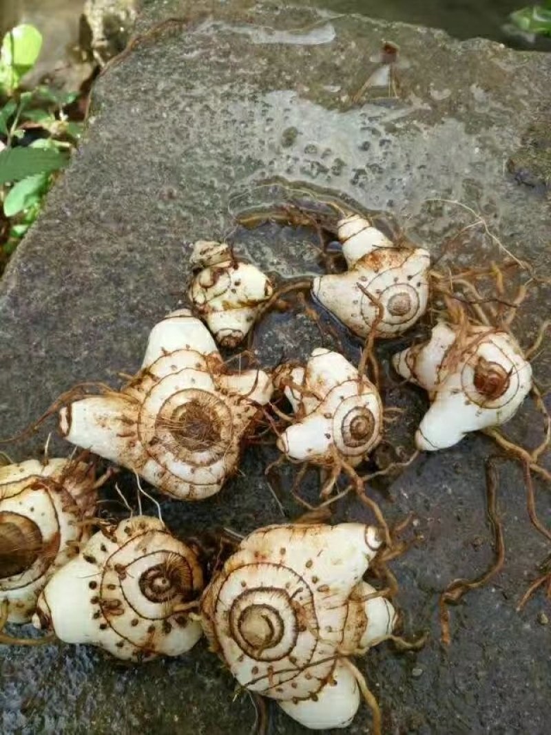 紫花三叉大白芨，块茎