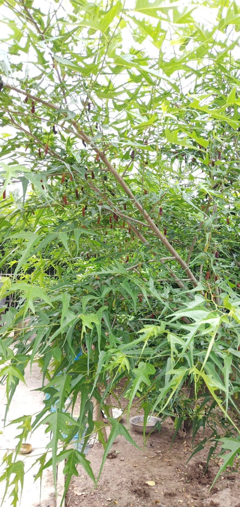 桑树苗新品种鸡瓜桑桑葚苗现挖100%嫁接苗当年苗