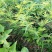 桑树苗新品种鸡瓜桑桑葚苗现挖100%嫁接苗当年苗