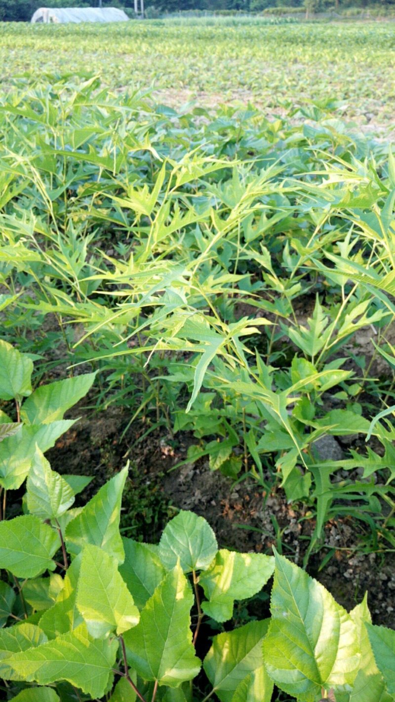 桑树苗新品种鸡瓜桑桑葚苗现挖100%嫁接苗当年苗