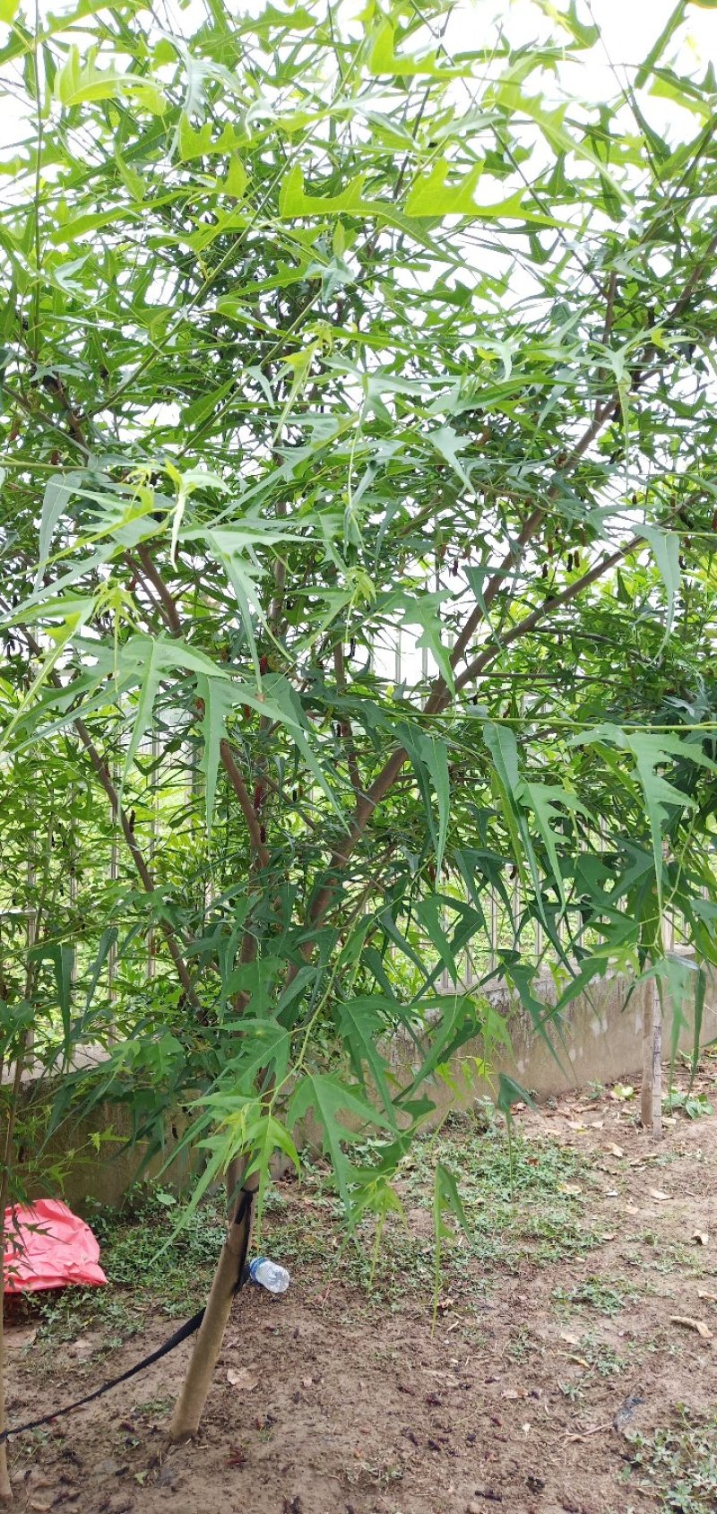 桑树苗新品种鸡瓜桑桑葚苗现挖100%嫁接苗当年苗