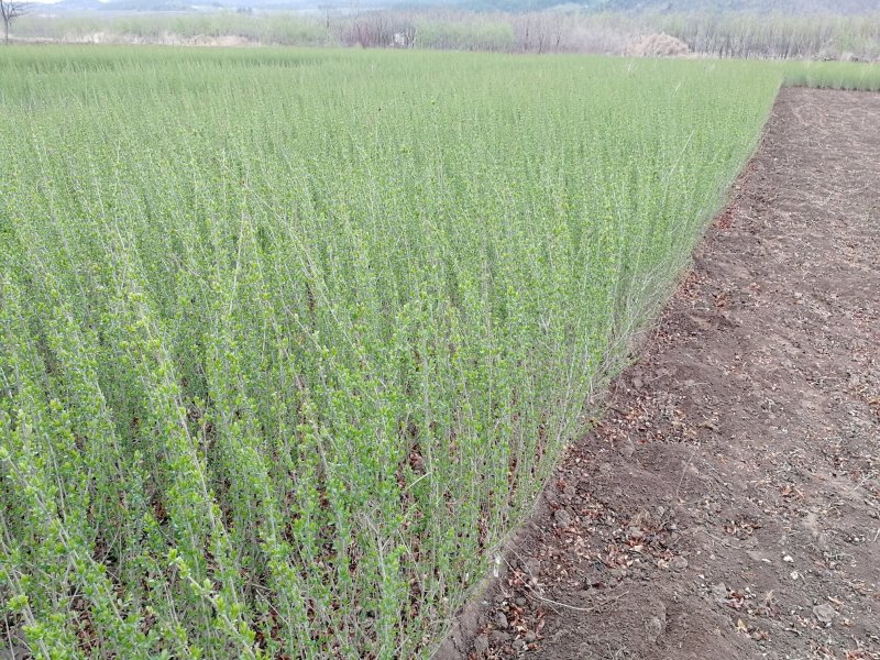 辽宁开原水蜡小苗女贞工程苗夹植水腊堆杯苗繁育基地
