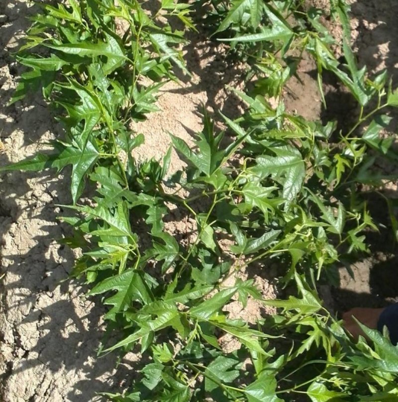 桑树苗新品种鸡瓜桑桑葚苗现挖100%嫁接苗当年苗